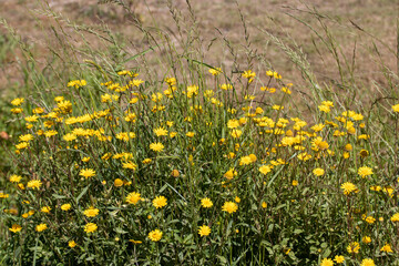 Diente de León florecido