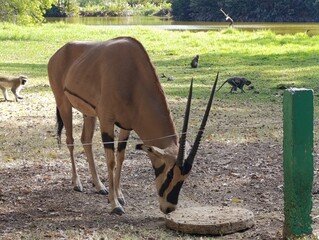 Stunning Gemsbok in the African Wilderness – Majestic Antelope Photography