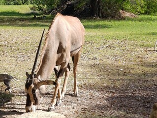 Stunning Gemsbok in the African Wilderness – Majestic Antelope Photography