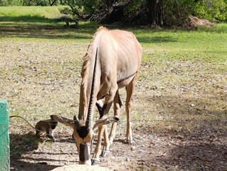 Stunning Gemsbok in the African Wilderness – Majestic Antelope Photography