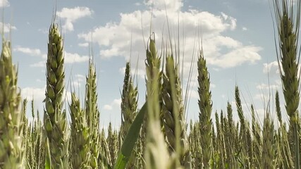 crop field irrigation, rural community development, wheat production statistics, wheat breeding programs, wheat variety selection, agricultural soil management, rural livelihood improvement