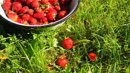 Big bowl ripe strawberries for jam, compote, the berry cut sparkles in sun. The concept farm work on making winter jam , evening summer activities