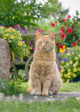 A gorgeous ginger colored tabby cat posing in a beautiful garden with colorful flowers in summer, Germany 