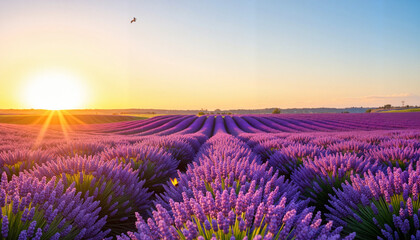 Obraz premium Lavender field at sunset with vibrant colors and warm atmosphere for relaxation