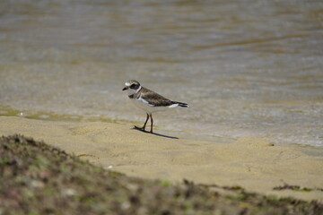 The American Ringed Plover (Charadrius semipalmatus) is a monotypic species in the family Ploveriidae. It is a Nearctic bird that breeds in northern North America. Sabiaguaba - Ceará, Brazil. 