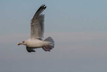 mouette en plein vol 