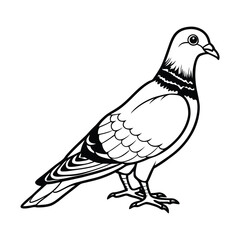 vector illustration of a pigeon