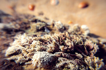 Abstract macrophotography of seaweed on a background of sea sand
