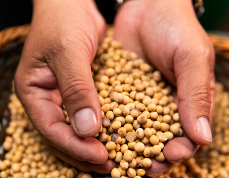 Soja beans hands