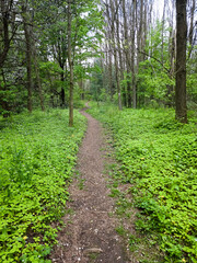 A hiking trail with white petals sprinkled across it, in between the trees that lead into the woods. Green grasses and plants surrounding the trail.