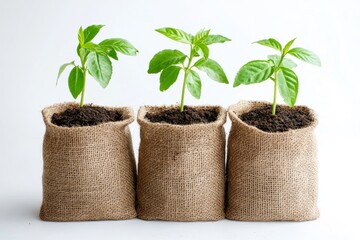 Three young plants in burlap pots on white background