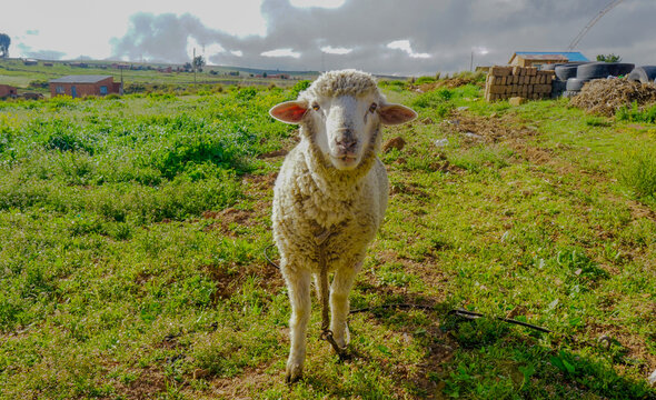 sheep in the field