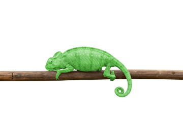 Furcifer oustaleti, great madagascar chameleon, green chameleon