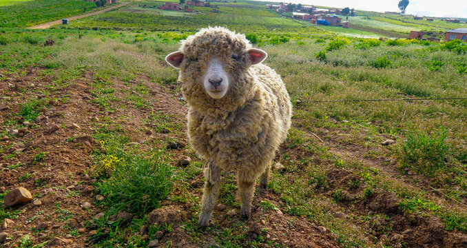 sheep in the field