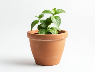 Fototapeta premium Small Terracotta Potted Plant With Green Leaves On White Background