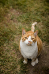 Portrait of cute orange and white farm cat 