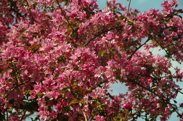 Blooming Crabapple Tree – Spring Pink Blossom, a flowering ornamental apple tree (Malus purpurea), apple, Niedzwetzkogo or the purple, pink or purple flowers and reddish tinge to their leaves.