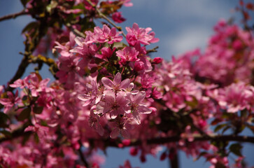 flowering ornamental apple tree (Malus purpurea), Niedzwetzkogo has pink or purple flowers and reddish shades of leaves, spring time