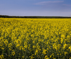 Obraz premium Rapeseed field under blue sky, flowers close-up from the front