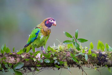 The brown-hooded parrot, Pyrilia haematotis, subfamily Arinae