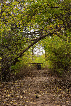 Tree branch growing over walking path on Sylvan Island in Moline