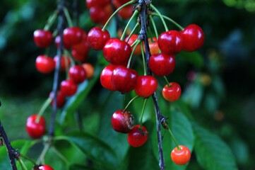 Three red cherries hanging from a tree branch