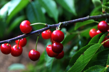 Three red cherries hanging from a tree branch