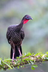 The crested guan, Penelope purpurascens, is a Near Threatened species