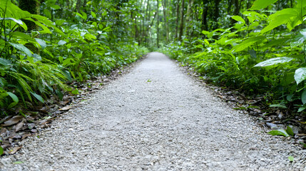 Obraz premium Forest path, gravel trail, lush greenery, nature walk, tranquil scene