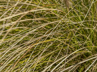 wild grass background