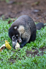 Fototapeta premium The white-nosed coati, Nasua narica, also as the coatimundi, mouth and teeth