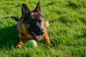 German Shepherd playing on grass with a tennis ball