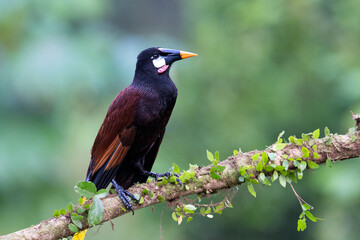 The Montezuma oropendola, Psarocolius montezuma, is a tropical icterid bird