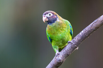 The brown-hooded parrot, Pyrilia haematotis, subfamily Arinae