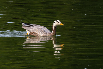 The bar-headed goose, Anser indicus seen in English Garden in Munich