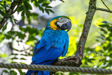 The Blue-and-yellow Macaw, Ara ararauna is a large South American parrot