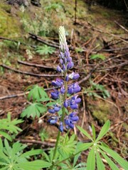 Lupine