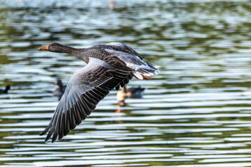 The flying greylag goose, Anser anser is a species of large goose