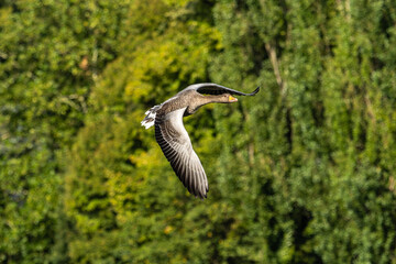 Obraz premium The flying greylag goose, Anser anser is a species of large goose