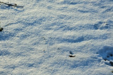 śnieg jako tło © Dr.A.