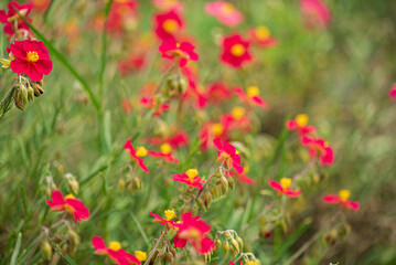 Vibrant Red Flowers Dance in the Gentle Breeze Under a Warm Sun, Creating a Stunning Display of Nature's Beauty in a Tranquil Garden Setting.
