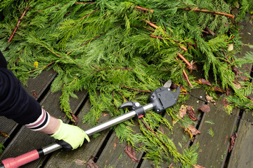 A close-up shot of hands using gardening tools to cut branches, showcasing the precision and care...