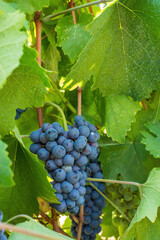 Ripe blue grapes hanging on a vine in vineyard
