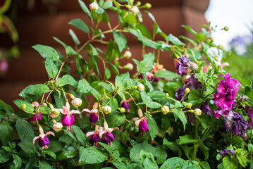 Vibrant Blooms Adorned With Raindrops in a Lush Garden Oasis, Captured During a Refreshing Spring Day With a Hint of Early Morning Light.