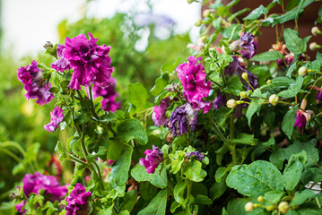 Vibrant Purple Blooms Adorned With Droplets Sparkle Under Soft Sunlight in a Lush Garden During a Refreshing Spring Morning.
