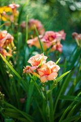 Vibrant Orange Daylilies Bloom Amidst Lush Green Foliage in a Serene Garden Setting During the Golden Hour of Late Afternoon Sunshine.
