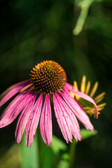 Bright Purple Coneflower Blooms in a Sunlit Garden Showcasing Nature's Beauty During a Warm Summer Day.