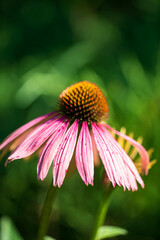 Vibrant Coneflower Stands Tall Amidst Lush Greenery, Showcasing Nature's Beauty in Full Bloom During a Sunlit Afternoon.