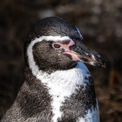 Humboldt Penguin, Spheniscus humboldti in a park