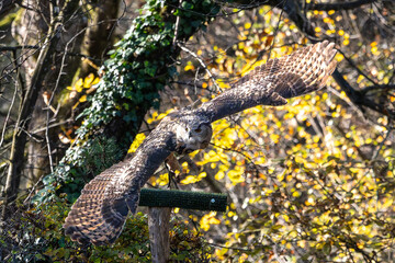 Siberian eagle owl, bubo bubo sibiricus. The biggest owl in the world